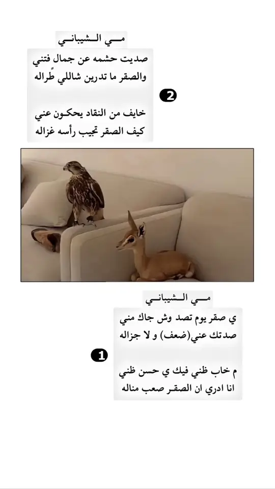 مُحاوره وديه بين الغزاله والصقر . . ♥️                                                #اكسبلور #ترند #مي_الشيباني #قصيد #محاوره #fyp #f #تيك_توك #غزال #صقر 