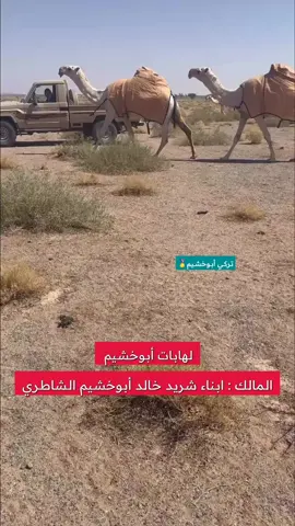 #تركي_أبوخشيم🏅 #لهابات_ابو_خشيم #الشاطري #شديد_البل #سوبر_28 #المطيري #أبوخشيم 