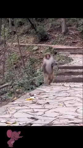 #correperrra #corre #grasioso 