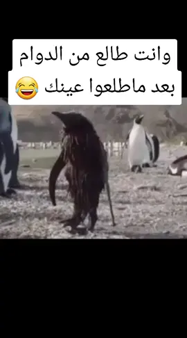 #تيك_توك #ترند #fyyyyyyyyyyyyyyyy #fypシ 
