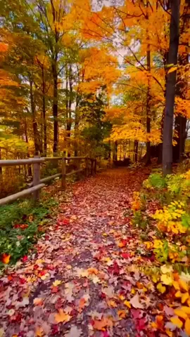 The Most Beautiful Fall Nature 🍂🍁 #nature #autumn #leaves #fall #beautiful #peaceful #forest #favorite #color 