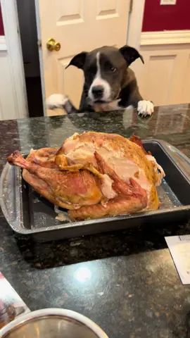 Please help us start Brody on new chemo, if you can!! Link in insta bio❣️❣️                                  DISCLAIMER: Brody has Stage 4 Lymphoma and I let him jump up because I wanted a cute pic for his last thanksgiving🥺🥺. Who knew he's still so smooth while fighting cancer!! & yes, once i got thebbones out he had a large bowl turkey that loved: Thank you in advanced for any type of help, both small and large.  Love, Mack & Brody                                           https://gofund.me/ef6f7a69  #dogsoftiktok #thanksgiving #turkeyleg #NoBrodyNo #LeftOvers #CanineLymphoma #Fcancer 