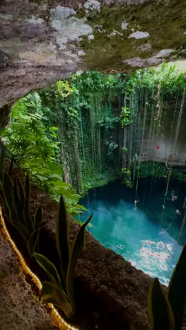 🌊🏞️ Dive into the enchanting world of cenotes in Mexico! These natural sinkholes, filled with crystal-clear waters, offer a surreal escape into nature's hidden gems. 🌿✨ Imagine swimming in turquoise waters surrounded by lush greenery, where each cenote has its own unique charm and story to tell. 📸 Soak up the breathtaking views, enjoy the vibrant colors, and discover the magic of these stunning formations! 🌅💚 Let's explore the beauty of these natural wonders together!  #Cenote #Mexico #Viral #Pretty #Scenery #View #ForYouPage #FYP #FYPage #NatureLovers #TravelPhotography #Adventure #HiddenGems #EcoTourism #ExploreNature #Wanderlust #NatureLovers #GoodStuffNerd