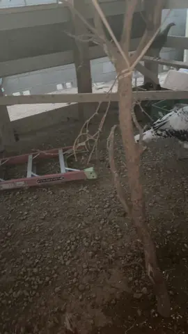#chickens #fyp #humor #chickensoftiktok 