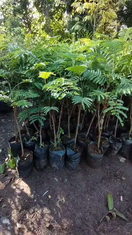 •BIBIT PETE JUMBO BATANG BESAR -Bibit Hasil Okulasi -Tinggi 70cm (Siap Tanam) #fyppppppppppppppppppppppp  #bibitunggul 