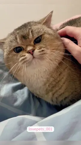 Funny cats.#cats #cutecats #foryou #funnytiktok #funnyvideos #usa #funnyanimals #fypシ #funnycat #catlover #funnypets #viral #funny #cute 
