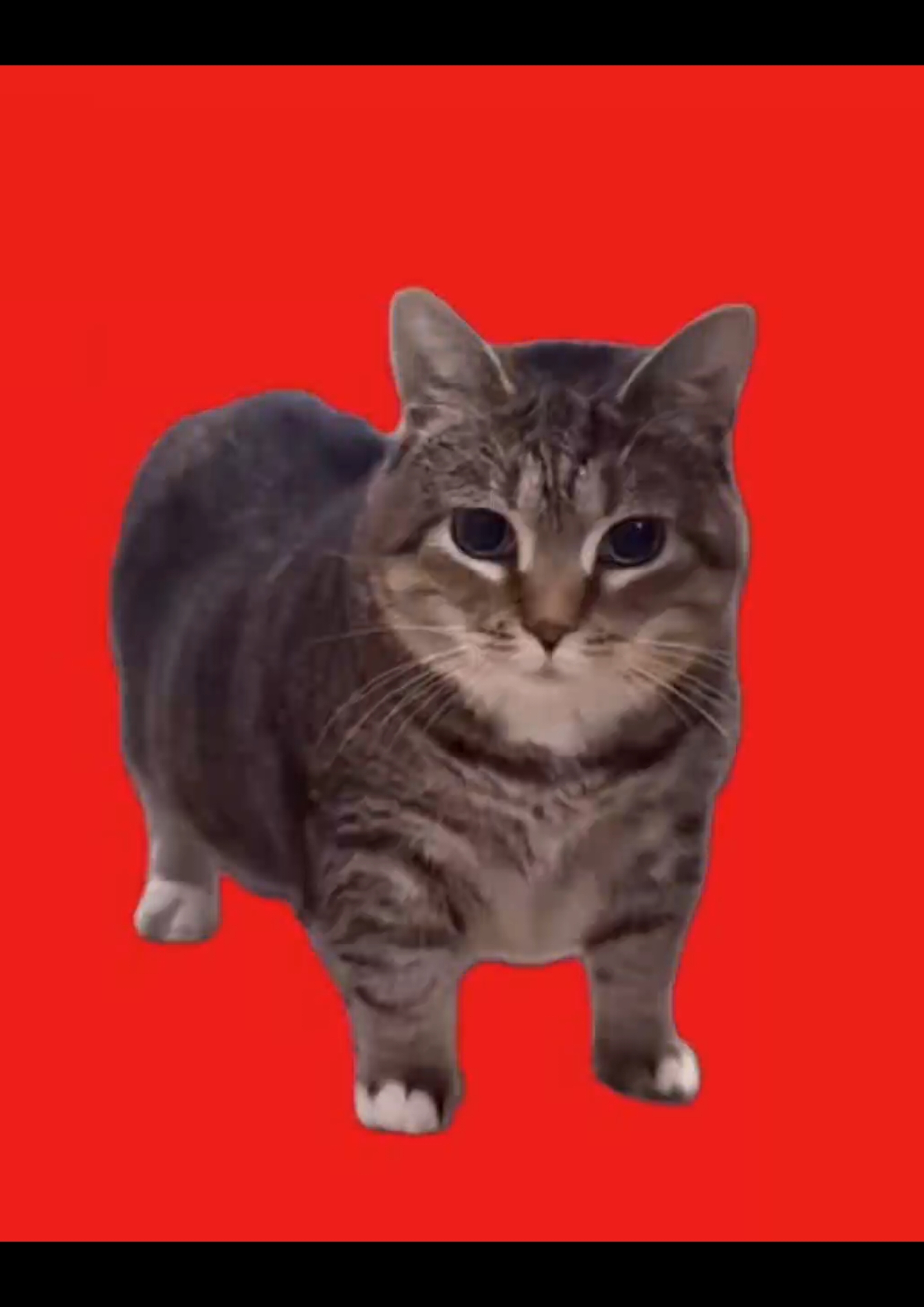 SPINNING CAT RAVE  OII II A OII II A II  #cat #funny #trendingvideo #catsoftiktok #fyi #party #rave 