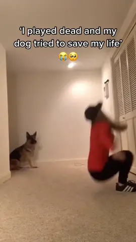 Owner fakes fainting dog reaction😂#dog #funnydog #fyp 