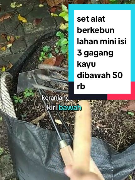 Membalas @endahtri0804 set alat berkebun lahan mini isi 3 gagang kayu yang wajib ada dirumah guys harga spesial guncang 1212 dibawah 50 RB sudah dapat 3 alat berkebun dilahan mini guys ? lagi ada ekstra diskon ongkir dan bisa cod  belinya di keranjang pojok kiri bawah ya paket alat berkebun isi 3 ini dapat apa aja? 1. alat pencabut rumput gagang kayu 2. cangkul mini gagang kayu 3. garuk mini gagang kayu  gagang kayunya ada yang panjang ada yang pendek nanti dikirim random ya #setalatberkebunlahanmini  #setalatberkebunmini #paketalatberkebundilahansempit #alatpertanianmini #alatberkebunlengkap #alatpencabutrumputgagangkayu 