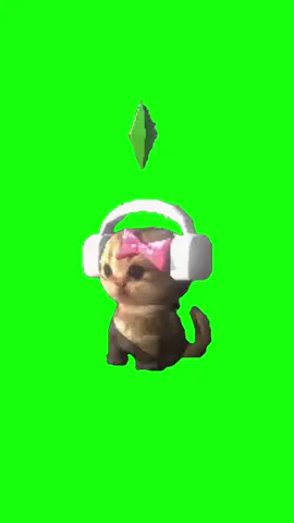 Kitten Vibing | Green Screen. Original video by @david #cat #catmemes #me #relatable #cats #kitty #meme #memes #fyp 