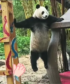 #CapCut #cute #pandalover #cutepanda #panda #panda🐼 #funnyvideos 