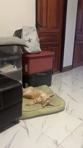 Cat Random 🐈🦖😬🤣#CapCut#kucinglucu#fyp#kucinggemoy#kucingtiktok#catvideo#kucingoren#catvideo#fyppppppppppppppppppppppp#catcore  