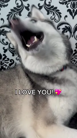 He said “I love you “🥰🥰#dog #fypシ #Tiktok #pet #happy #Love #tik_tok #cute 