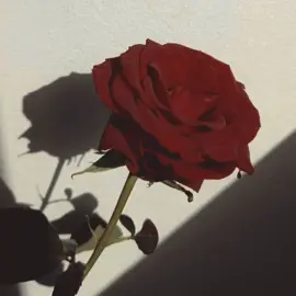 Mawar Marah (By Three.nada) #Dilarang #Salin !!! Oke, jadi mawar merah itu simbol cinta yang nggak main-main, cuy. Gini, bunga ini tuh punya makna mendalam, bukan sekadar bunga buat ngasih ke pacar pas anniversary. Mawar merah itu powerful, punya vibe gila tentang cinta dan gairah yang nggak bisa diremehin. Cinta dan Romansa   Mawar merah tuh udah kayak signature buat ngegambarin cinta yang dalam dan penuh passion. Warna merahnya itu intense banget, kayak perasaan yang nggak bisa disembunyiin. Kalau lo kasih mawar merah ke seseorang, itu udah jelas banget, lo bilang “I love you” tanpa kata-kata, cuma pake bunga. Simple but it's a deep point banget! Keberanian dan Hormat Duri-duri di batangnya tuh metaphor buat keberanian dalam cinta. Cinta itu nggak selalu mulus, kadang ada tough times, tapi lo berani jalani semua itu demi orang yang lo sayang. Mawar merah juga tanda lo punya rasa respect buat orang yang lo cinta, lo hargai mereka lebih dari apapun.  Keindahan yang Abadi   Mawar merah itu kayak cinta yang nggak akan pernah luntur. Walaupun waktu berlalu, bunga ini tetep mesmerizing, kayak cinta yang nggak tergoyahkan meski banyak cobaan. Cinta sejati tuh bukan yang sekejap, tapi yang abadi, bro. Kesempurnaan Emosi Mawar merah tuh bener-bener perfect banget buat ngegambarin emosi lo yang campur aduk. Dari cinta, gairah, hingga ketulusan, semua tercermin dalam kelopak-kelopak mawar itu. Nggak ada yang setengah-setengah, semuanya maksimal. Pengorbanan dalam Hubungan Duri mawar juga nyimbolin pengorbanan dalam hubungan. Cinta itu nggak cuma tentang kebahagiaan, tapi juga kerja keras dan kadang harus berkorban. Lo rela ambil risk and challenge demi hubungan yang lebih kuat, kayak mawar yang meski ada durinya tetep indah. Kesederhanaan dan Elegansi   Meskipun kelopaknya warnanya mencolok, mawar merah tetep elegan. Itu ngajarin kita kalau cinta sejati tuh nggak perlu drama atau yang aneh-aneh, cukup dengan kesederhanaan dan ketulusan, udah kelihatan classy. Cinta yang gak perlu fancy, tapi tetep keren dan penuh makna. Gairah dan Semangat Nah, dari semua itu, mawar merah juga nggak bisa dipisahin dari gairah. Cinta yang penuh semangat, penuh energi, yang bikin hidup lo lebih hidup. High key, mawar merah itu symbol dari cinta yang penuh api and flames, nggak ada yang bisa ngalahin. So, mawar merah tuh lebih dari sekedar bunga. Itu simbol genuine love, keberanian, dan juga semangat yang nggak pernah padam. #CapCut #makna #maknabunga #arti #bunga #bungamawar #mawar #mawarmerah #filosofi #Dilarang #Salin #4u #fyp #brandatiktok #f #y #p #merah 