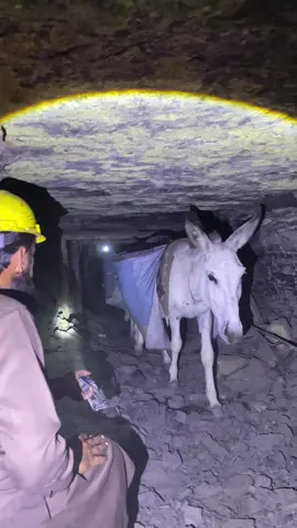 Black Diamond carried on donkeys #blackdiamond #diamond #diamondmine #blackdiamondmining #coal #foryou #viral #goldmine #coalmine #goldmining #minerals #diamondmining #gold #coalminers #usa_tiktok #usa🇺🇸 