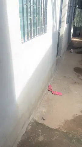 Una bestia😾🔥#liberenlo #gatonojao