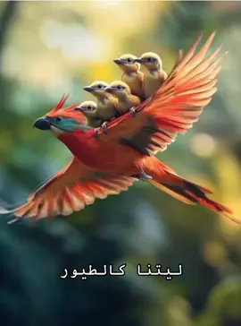 ليتنا كالطيور 💔🥀 #fyp #tik_tok #parati #tiktokviral #maghreb_united🇩🇿🇲🇦🇹🇳 #عرب_تيك_توك #❤️ 