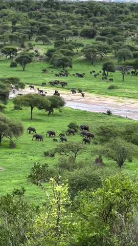 Over 100 Elephants in the valley below 🐘 . . . #bestview #wildlifewatching #elephant #viralvideos #nationalpark #safarilodge #travel #safari #tarangirenationalpark #travelinspo #tarangiresafarilodge #tanzania 