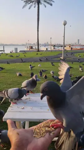 #توكلت_على_الله #الجزائر🇩🇿  #اللهم_سخرلي_ملائكتك_وجنود_ارضك #قطر_الدوحة🇶🇦 #اللهم_لك_الحمد_ولك_الشكر_حتى_ترضى 