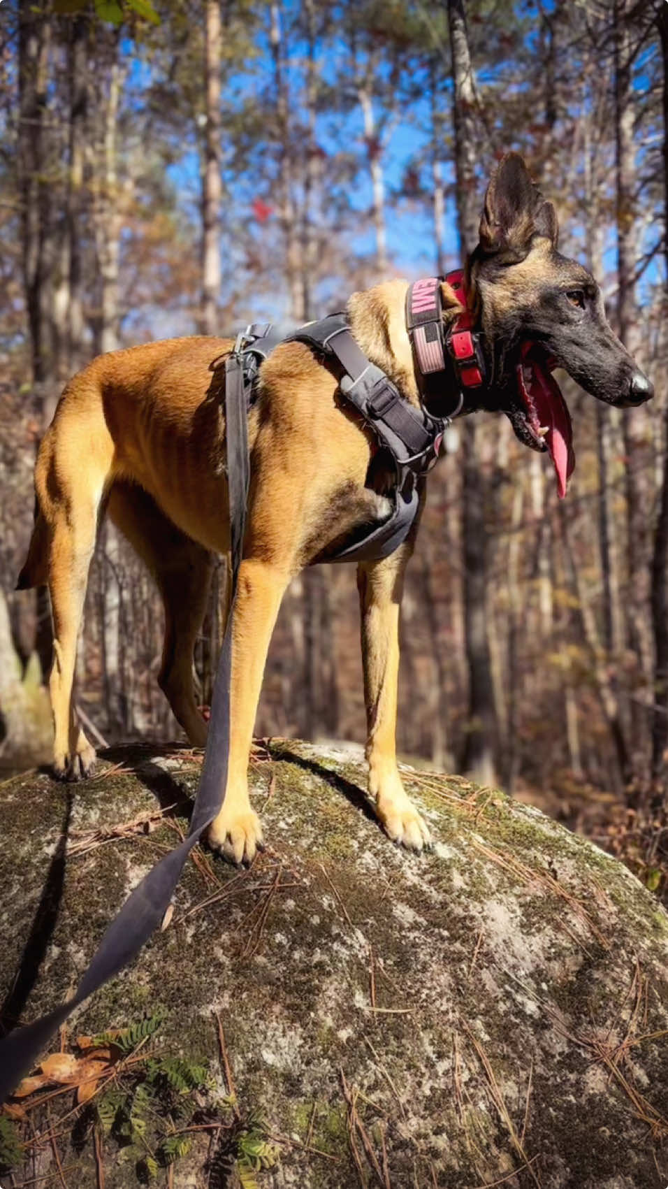 Ruger and Remi walking in the woods 🐾🤍💙#dog #maligator #malinois #belgianmalinois #Outdoors #belgianshepherd 
