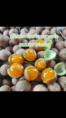 #ต้นตะคร้อหรือหมากค้อ แบบเพาะเมล็ด 🌳🌳ผลไม้พื้นบ้าน ผลสุกมีรสชาติเปรี้ยวจะออกผลปีละครั้ง มีวิตามินซีสูง ต้นพร้อมจำหน่าย 15-20 เซน.  ต้นสวยแข็งแรงพร้อมปลูก 📌รับ 3 ต้น 159 บาท #มีบริการเก็บเงินปลายทาง 🛒สนใจกดตะกร้าได้เลย #สาวชม้อย💯ล้าน #ต้นไม้ 