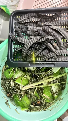 Gội bồ kết cần sự kiên trì, mới có tóc khoẻ đẹp. Follow mình để học thêm nhiều cách làm đẹp tự nhiên nha #haircare  #lamdepp    #gộiđầuthưgiãn  #xuhuong  #daugoithaoduocthuanchay  #lamdeptuthiennhien  #daugoithuanchay
