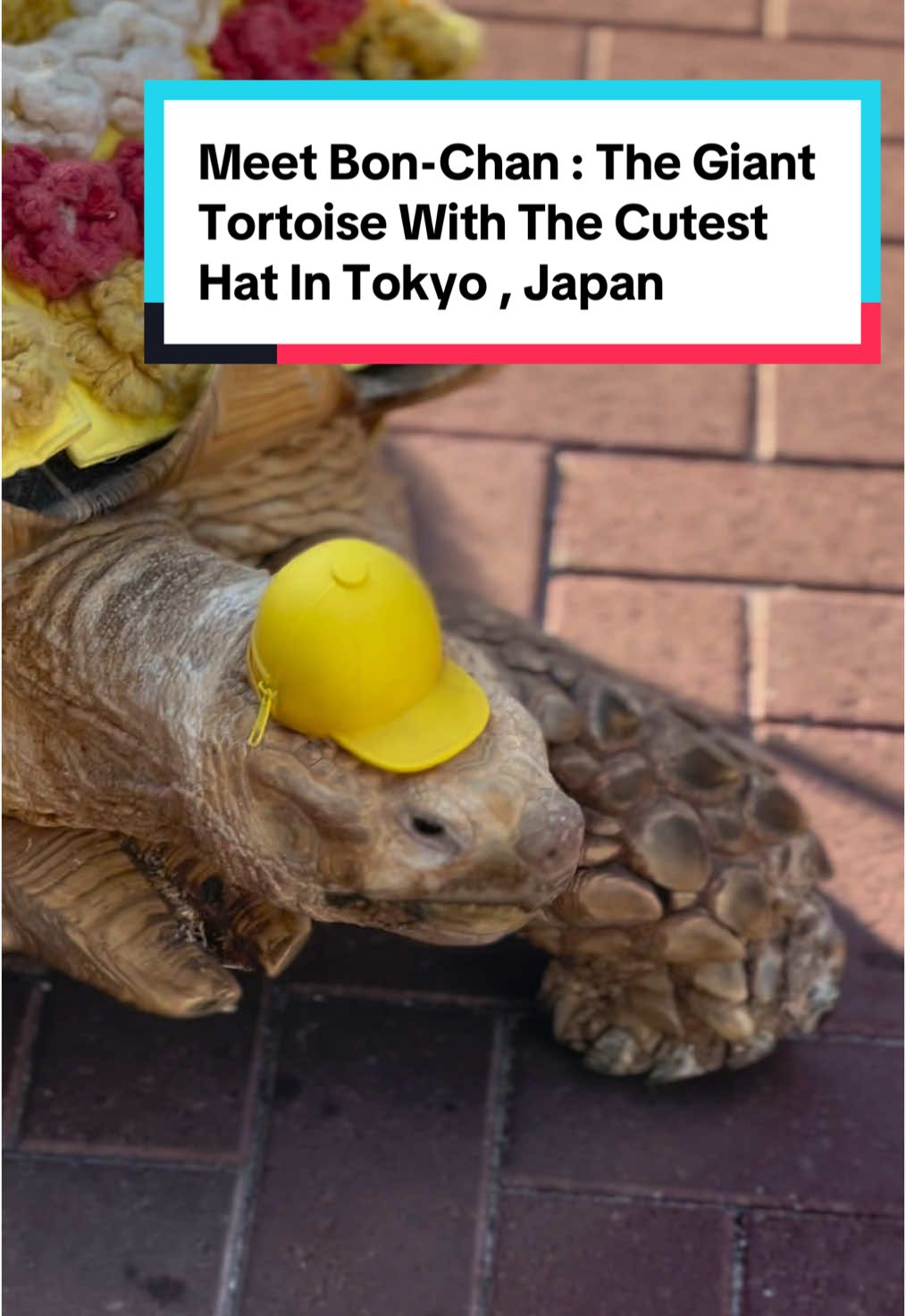 Meet Bon-Chan , the giant tortoise with the cutest little hat ever in Tokyo , Japan , along with its owner , Mr Mitani! Get in touch with me on Tiktok to: 1. Purchase a copy of The Japan DIY Guide Book, the perfect guide book for your first trip to Japan, especially if you are visiting: - Tokyo - The 5 Fuji Lakes - Kyoto - Osaka - Day trip to Kawagoe - Day trip to Yokohama - Day trip to Hakone - Day trip to Enoshima - Day trip to Kamakura - Day trip to Arashiyama - Day trip to Uji - Day trip to Kobe - Day trip to Nara 2. Order a CUSTOMISED AND PERSONALISED JAPAN ITINERARY SERVICE from us! 3. Join my private trip in Japan and for me to bring you around to your places of interest!