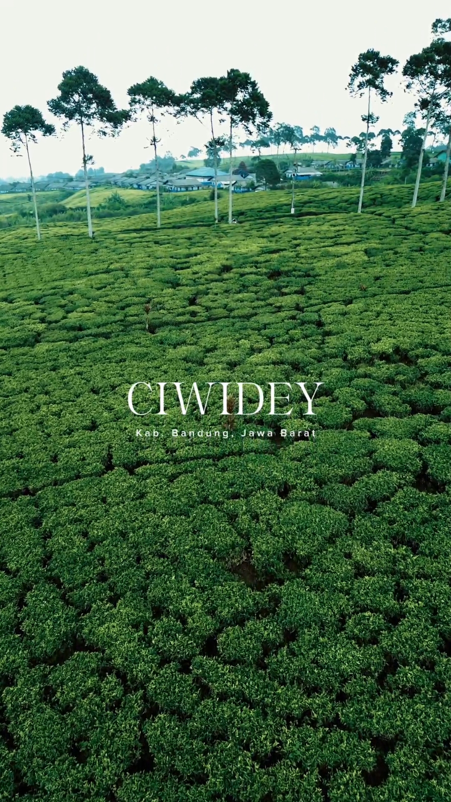 Finally dari Pangandaran nyampe juga ke sini 🥰😍🍃@Ahmad Jidan @sitimuflihah_  #ciwidey #ciwideybandung #jawabarat #rancabaliciwidey #ciwideyrancabali #bandung #kebunteh #lembang #kawahrengganis #bandunghits #liburan #rekomendasi #tempathealing #jalanjalan #treveling #pesonaindonesia 