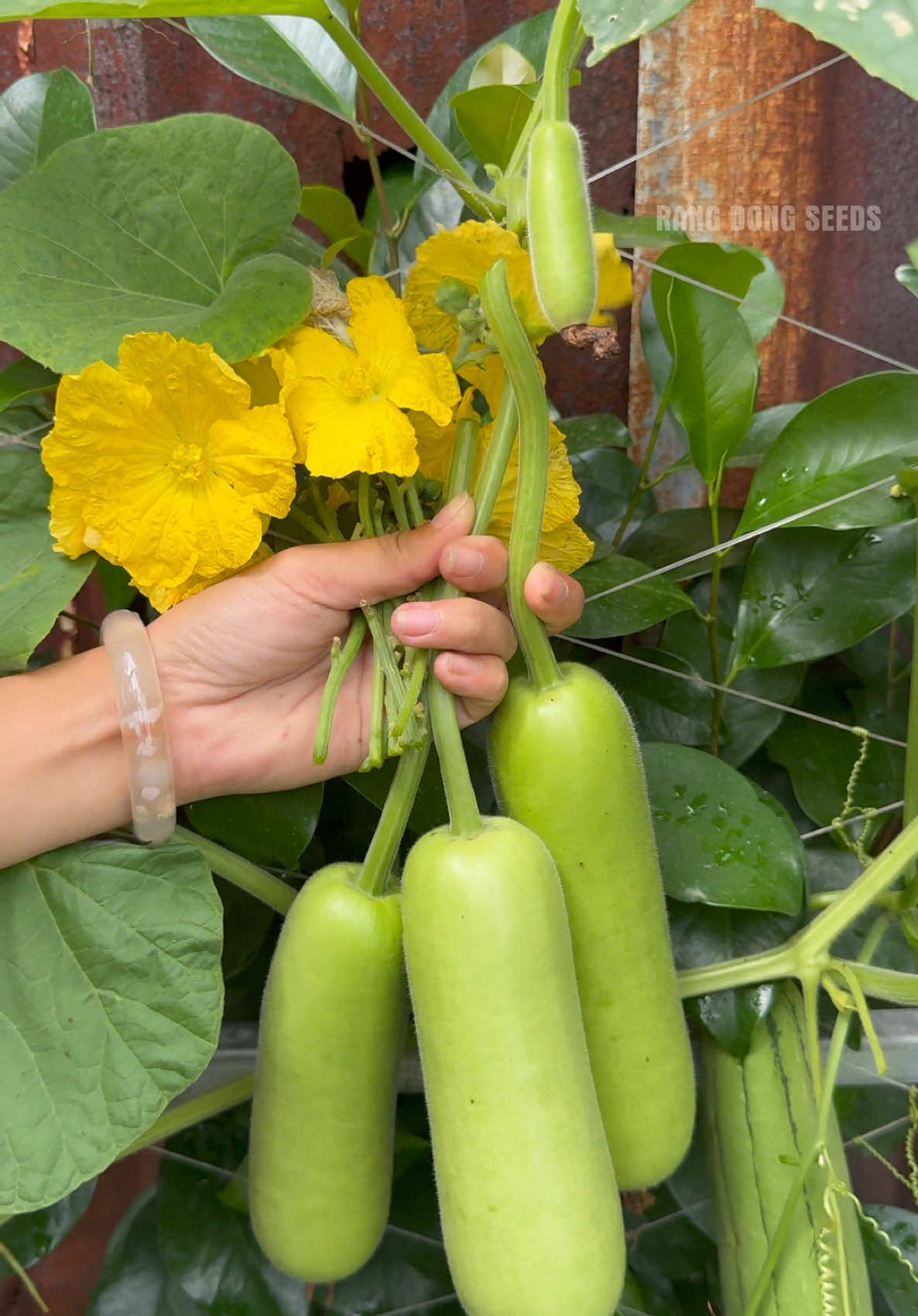 Hái mấy trái bầu baby nấu canh tôm bà con ơi #gardening #hatgiongrangdong 