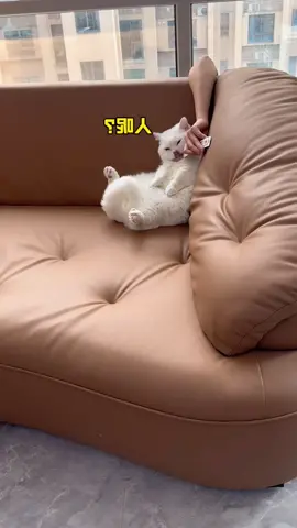 Cat: Whose hand is this? #cat #cute #funnyvideos #funny #fyp #catsoftiktok 