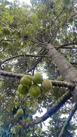 Pesona pohon durian dibelakang rumah😍✨ #fyp #fypシ゚ #xyzabc #pohondurian #durian #durianmusangking #kebundurian #berkebun #musimdurian #musimbuah #durianmontong #durianlover #viralvideo #trendtiktok #masukberanda #fypdong 