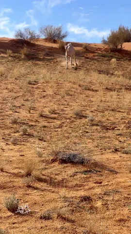 #تصويري📸 #تصميمي🎬 