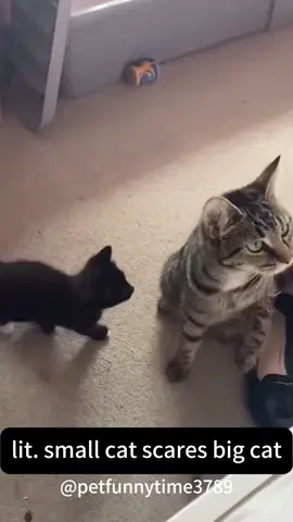 Cats scare cats.#Funny 
