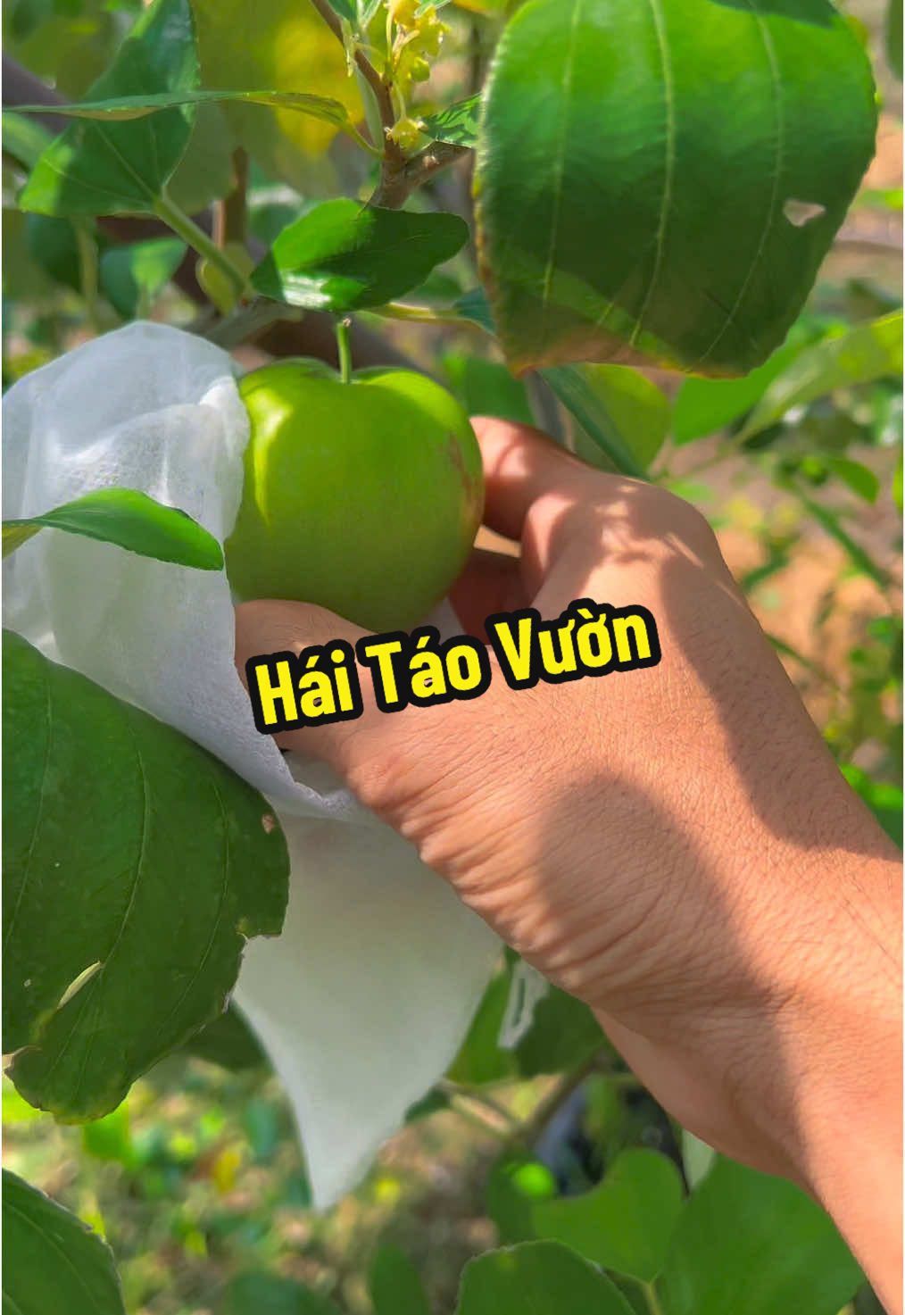 Hái táo thái da xanh ăn nha mọi người ơi #hienonha 