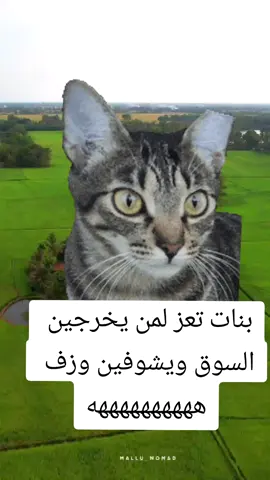 #تعز_عشقي  #تعز_صنعاء_عدن_مارب_شبوه_الجوف_عمران 