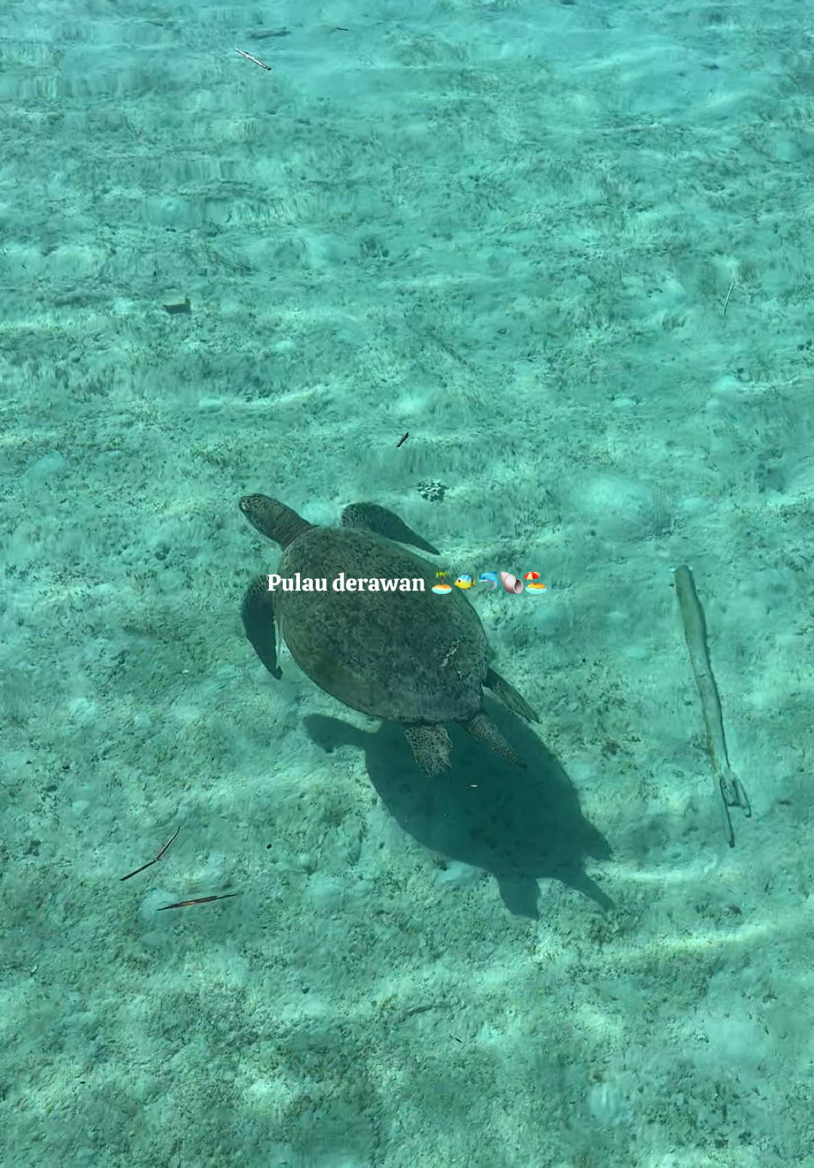 Mau berenang bareng penyu langka ? Derawan punya solusinya!
