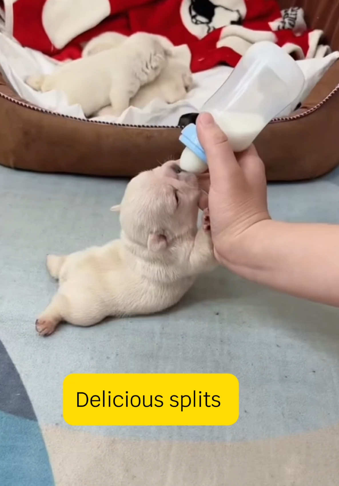 Sucking on the bottle, it will grow up day by day#frenchbulldog #frenchies #pet#pup#puppylover #cute #dogmilk #viralvideo 