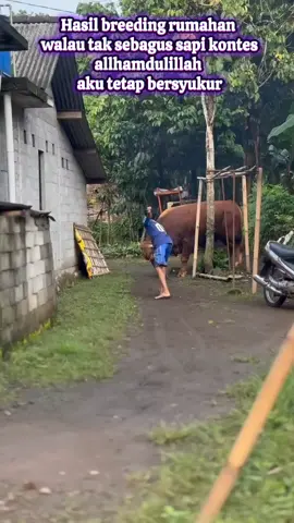 sapi jumbo kejajar pawang  #sapijumbo #sapingamuk #sapiviralunik #fypage #fypシ゚ #fypviraltiktok🖤シ゚☆♡ 