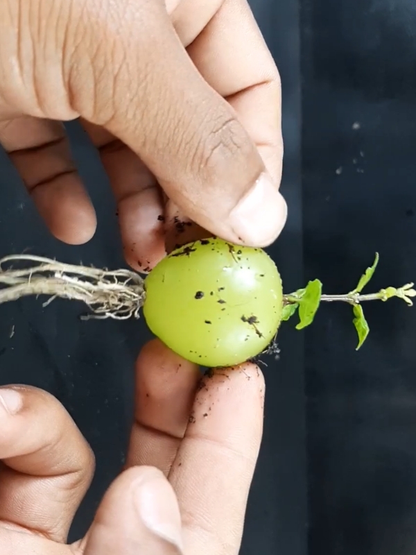 #grape #plants #flowers #fypシ゚viral #PlantCare  #IndoorPlants   #GreenLiving  #PlantLover  #PlantAddict   #Gardening  #HousePlants   #PlantCommunity #PlantParent   #UrbanJungle   #PlantGoals   #GardenInspiration   #PlantsMakePeopleHappy  #NatureLovers   #PlantTherapy #GreenThumb   #PlantCollection  #natureathome   #HomeGarden  #PlantStyling   #LeafLover   #PlantLife  #PlantOfTheDay   #GrowYourOwn #Botanical   #PlantObsessed  #PlantGang  #Succulents #GreenHome   #PlantDecor   #PlantInspiration  #PlantFam  #HousePlantClub  #IndoorJungle  #PlantFriends  #HappyPlants   #PlantPower   #GardeningLife   #GoGreen   #FreshPlants  #PlantPerfection  #PlantVibes  #FlowerPower   #EcoFriendly  #PlantDaily   #HousePlantHome   #NatureGram   #PlantGoals   #HomeGreenery   #PlantLove #unitedkingdom 