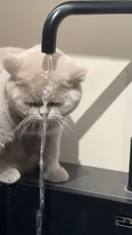 #catsoftiktok #cat #britishshorthair #fyp #funnytiktok #viral_video #katze #cutecat #foryoupagе #kitten #water 