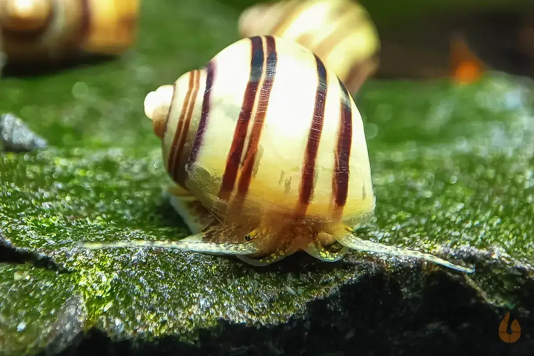 🐌 Gestreifte Zebra Apfelschnecke | Asolene spixi - Nützlicher Resteverwerter - Gesundheits-Polizei im Aquarium - Färbung = gelb mit schwarzen Streifen - Wasserhärte= mittel bis hart - Verhalten = sehr friedlich - Zucht = einfach - Für Anfänger geeignet Die Gestreifte Zebra Apfelschnecke, auch Spixi Schnecke genannt, ist für ihre guten Dienste im Aquarium als Resteverwerter / Gesundheits-Polizei bekannt. Sie ist einfach in der Haltung und dabei sehr friedlich. Sie stellt keine hohen Ansprüche an die Wasserwerte und ist für Anfänger gut geeignet. In einem Gesellschaftsbecken kann die Zebra-Apfelschnecke mit anderen Schnecken, Garnelen, Zwergflusskrebsen und anderen friedlichen Bewohnern vergesellschaftet werden. Auch eine Haltung mit friedlichen Fischen ist möglich. Achtung: Eine Vergesellschaftung mit Raubschnecken, schneckenfressenden Schmerlen oder Kugelfischen ist nicht zu empfehlen. Spixi Apfelschnecken sind im Aquarium als Putztrupp und Gesundheits-Polizei geschätzt. Ihre Hauptnahrung besteht aus Algen, Algenaufwuchs und Biofilmen. Im Schneckenaquarium sollte immer grünes / braunes Laub und Wildkräuter vorhanden sein. --- Weitere Bewohner in meiner Aquarium Zuchtanlage: Zwerggarnelen / Garnelen, Wasserschnecken / Schnecken, Krebse, Krabben, Wasserpflanzen, Moose.. 🦐🌿 Aqua Birne Shop: Aqua - Birne . de 🐌🦞 ▶️ Folge mir gerne für mehr! Aquaristische Grüße Daniel Birnbaum, die Aqua Birne 🍐 . . . #Aquarium #garnelenaquarium #garnelenbecken #neocaridina #caridina #wasserschnecken #fische #zwerggarnelen #aquaristik #aquariumschnecken 