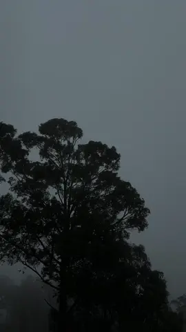 Wind in the trees 🌲🖤 #nature #calm #fyp #storm #darkaesthetic #peaceful 