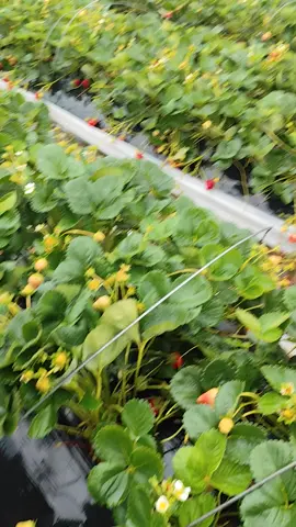 🍓🍓🍓 #strawberry #strawberryfarm #kerjaaustralia #kerjaluarnegeri #australia #melbourne #victoria 