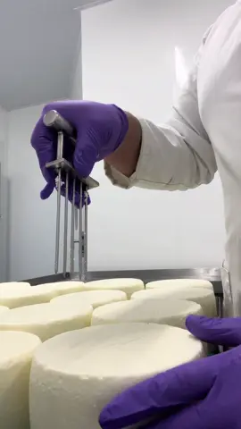 Spiking #Leedsblue #yorkshirepecorino today #yorkshirecheese #cheese #britishcheese #artisancheese #uk #cheeseboard #Englishcheese #sheepscheese  #deli #cheeselover #awardwinning #chef #Cheesemaker #leeds #London #kase #ost #formaggio #queso 