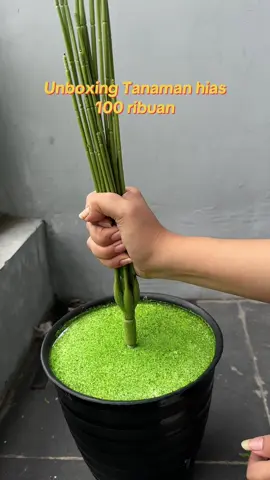 Tanaman hias untuk dekorasi rumah ruang tamu teras #tanamanhias #dekorasirumah #dekorasiruangtamu #hiasanrumah 