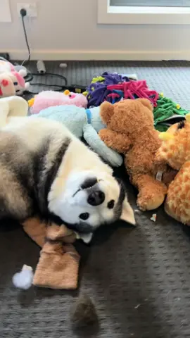 A whole lotta love ❤️                  #siberianhusky #huskytok #chihuahuatok #dogsoftiktok #fyppppppppppppppppppppppp 