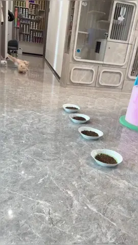 I’m so hungry #cat #foryou #funny #funnyvideos #funnycat #funnycat 