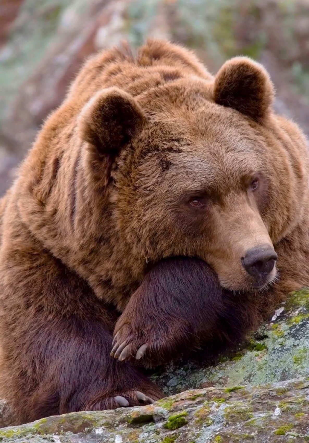 Brown bears instinctively slow down before winter, storing energy for hibernation. Their relaxed demeanor reflects a vital preparation for the harsh months ahead. With thick fur and resilience, they symbolize nature’s balance. As snow approaches, they retreat, reappearing with spring’s renewal. #bears 🎥 @zookeeper.tryg [IG]