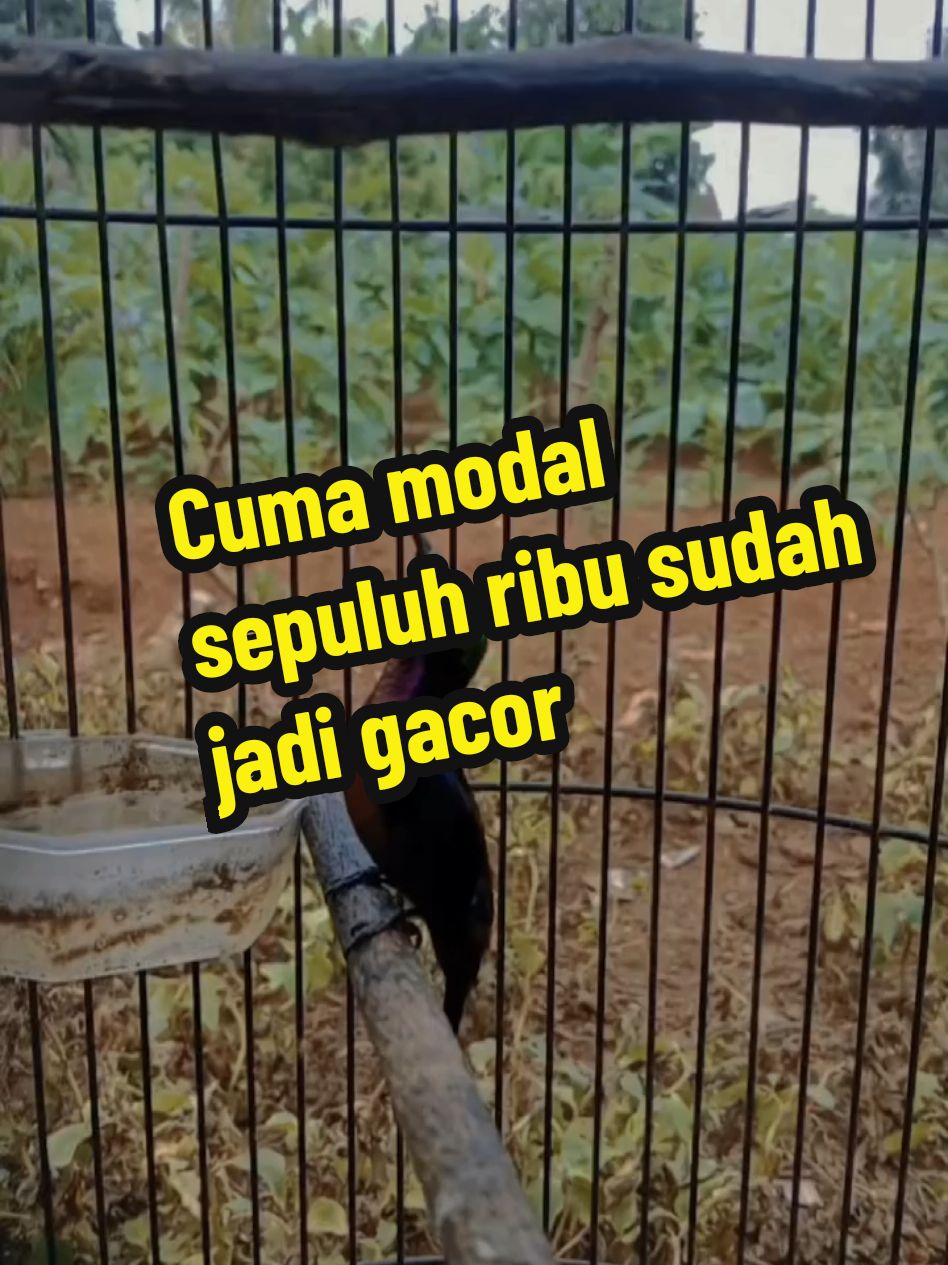 konin nembak isian kenari #konin #burung #kicau #kicaumania #kicaumaniaindonesia #kicaumanianusantara #kicauburung #gantangan #masteranburung #fypp #viral #kenarigacor 