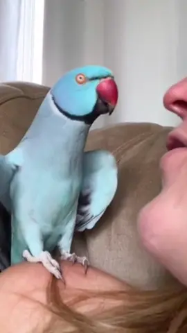 The Parrot Gives a Loving Kiss to Its Owner.